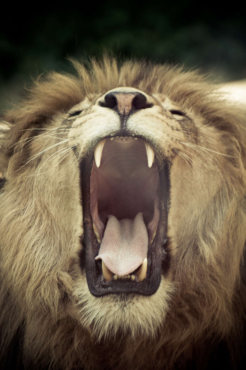 Lion With Open Mouth 68